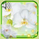 Flowers Orchids Live Wallpaper APK