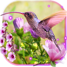 Humming Bird Colibri icône