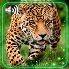 Leopard Predator أيقونة