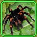 Spiders Tropical APK