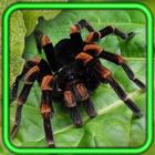 Spiders Tropical آئیکن