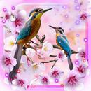 Spring Birdies Cute APK