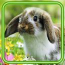 Rabbits Pets APK