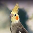 cockatiel soundboard APK