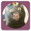 Stupid Cats Stickers for Whatsapp WAStickerApps