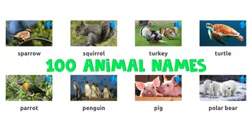 Learn Animals English Words