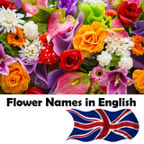 Learn Flower Names in English icône