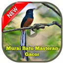 Murai Batu Masteran Gacor APK