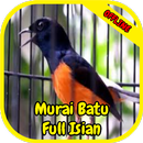 Kicau Murai Batu Full Isian APK