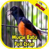 Kicau Murai Batu Full Isian biểu tượng