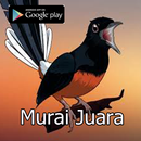 Murai Juara APK
