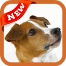 Mutt Wallpaper APK