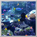 Aquarium Live Wallpaper aplikacja