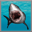 Great White Shark Live Wallpaer