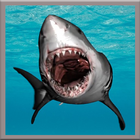 Great White Shark icône