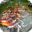 Koi Fish Free LWP