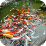 آیکون‌ Koi Fish Free LWP