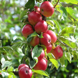 Red Apples Live Wallpaper