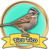 Canto de Tico-Tico Fêmea icône