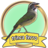Canto de Trinca Ferro HD Completo आइकन
