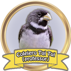 Canto de Coleiro Tui Tui Profe アイコン