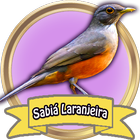 Sabiá Laranjeira - Canto de Fl иконка