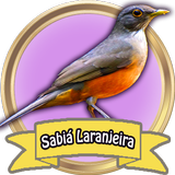 Sabiá Laranjeira - Canto de Fl biểu tượng