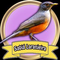 Sabiá Laranjeira - Canto de Fl постер