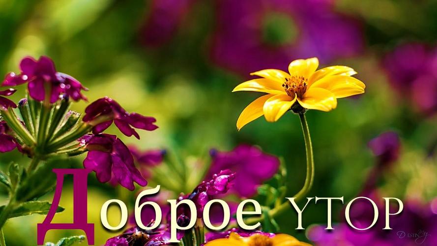 Картинки доброе утро спокойной ночи