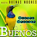 Spanish Morning, Afternoon, Night Wishes Messages APK