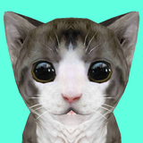 Cat Simulator Online