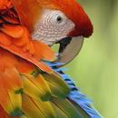 Macaw Wallpaper APK