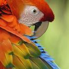 Macaw Wallpaper 아이콘