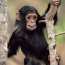 Monkey Wallpaper APK