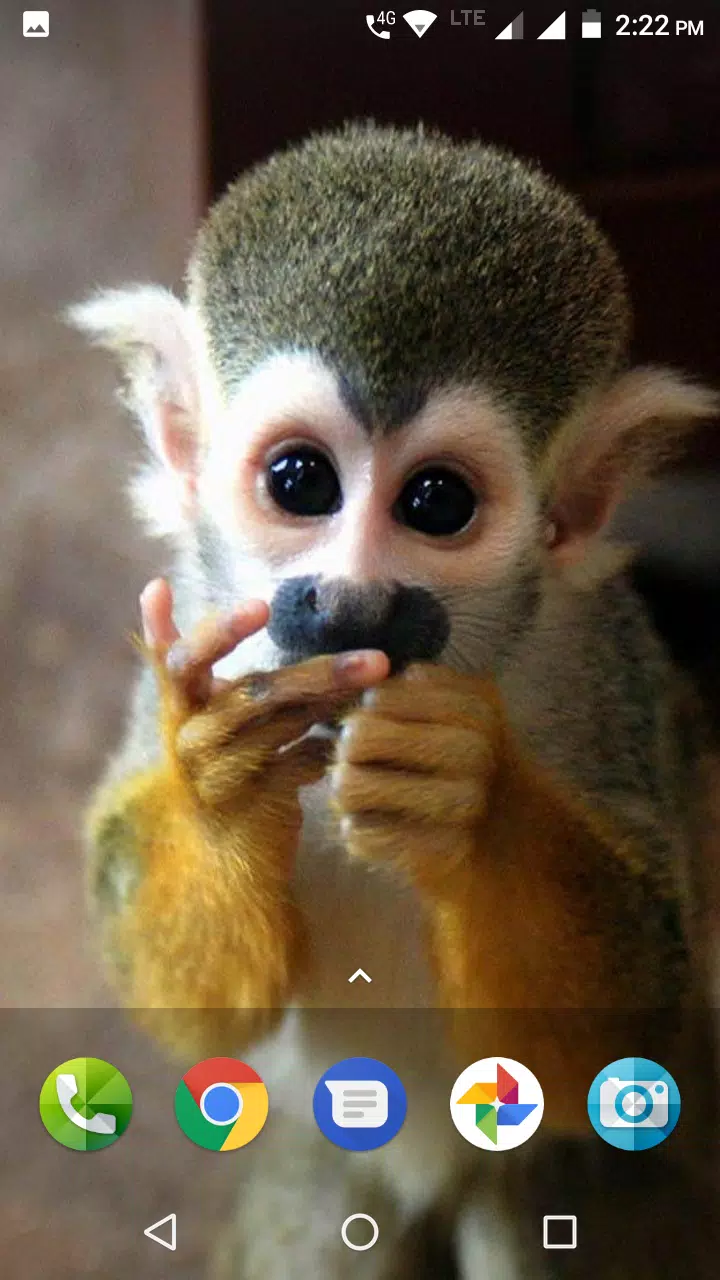 Monkey Wallpaper APK for Android Download Monkey Wallpaper APK for Android Download