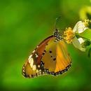 Butterfly Wallpaper HD APK