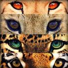 Big Cats Wallpaper أيقونة