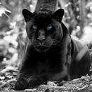 Black Panther Hd Wallpaper APK