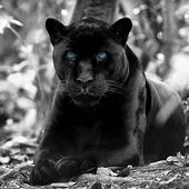 Black Panther Hd Wallpaper-icoon