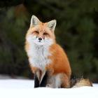 Cute Fox Wallpapers HD иконка