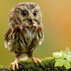 Cute Owl Wallpaper biểu tượng
