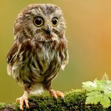 Cute Owl Wallpaper أيقونة