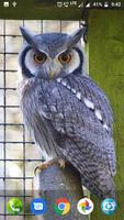Cute Owl Wallpaper bài đăng