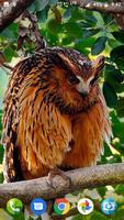 Cute Owl Wallpaper ảnh chụp màn hình 2