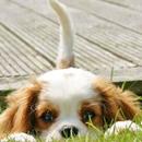 Cute Puppies Wallpaper APK