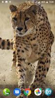 Cheetah Wallpaper Hd 포스터