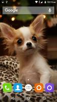 Chihuahua Dog Wallpapers Hd imagem de tela 2