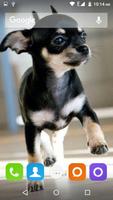 Chihuahua Dog Wallpapers Hd imagem de tela 3