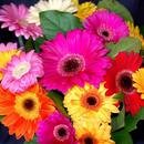 Colourful Flower Hd Wallpaper APK