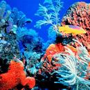 Coral Reef Hd Wallpaper APK